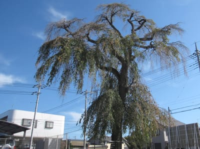 介護付有料老人ホーム桜庵の求人画像