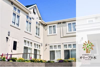 オリーブの木の求人画像