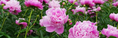 アイビー薬局の求人画像