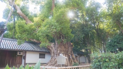 デイサービスくすのきの求人画像