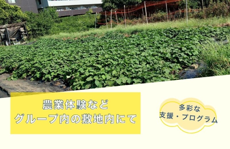 秦野つぼみ