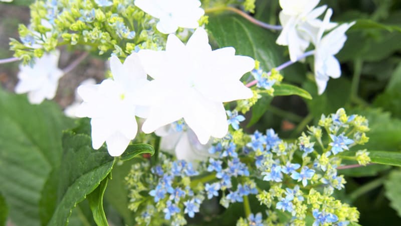 住宅型有料老人ホーム えくぼ 2号館