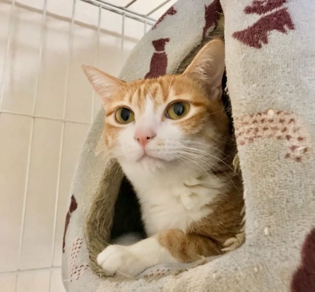 相談支援所　かのん姫路